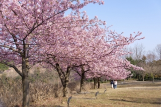 秦野戸川公園の河津桜