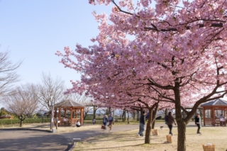 秦野戸川公園の河津桜