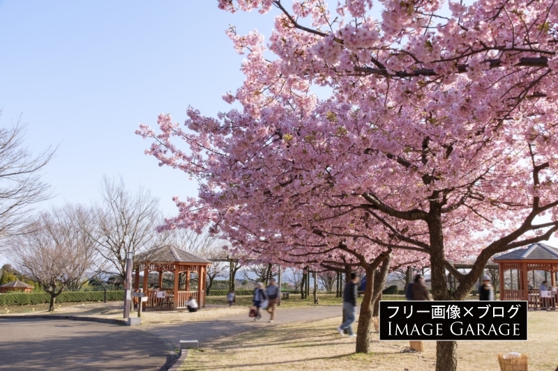 秦野戸川公園の河津桜のフリー写真素材（無料画像）