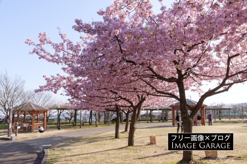秦野戸川公園の河津桜のフリー写真素材（無料画像）