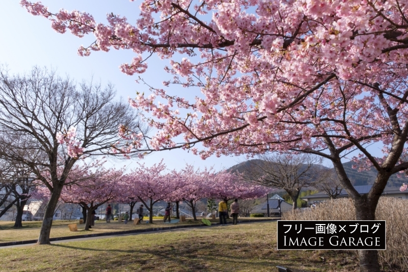 秦野戸川公園のパークセンター前の河津桜のフリー写真素材（無料画像）