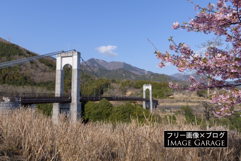 秦野戸川公園・風の吊り橋と河津桜のフリー写真素材（無料画像）