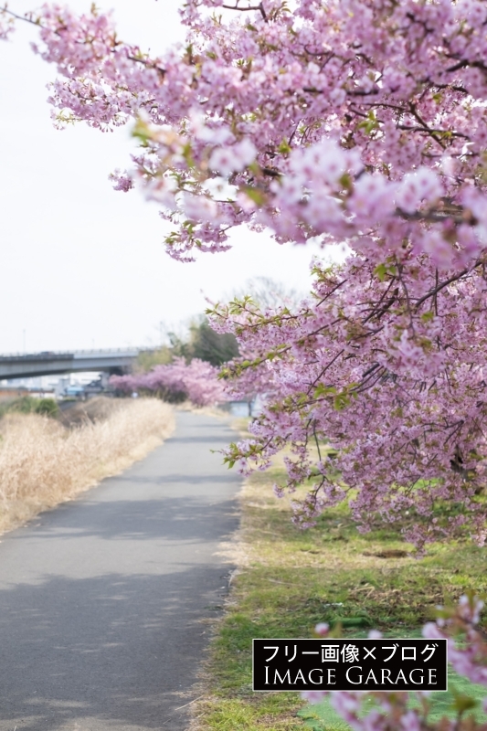 小机土手の河津桜のフリー画像（無料写真素材）