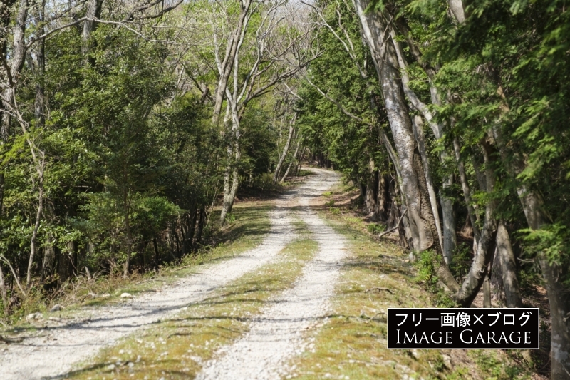 白い轍のある伊豆の林道のフリー写真素材（無料画像）