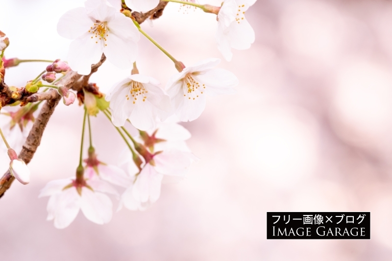 ソメイヨシノ・桜の花のフリー写真素材（無料画像）