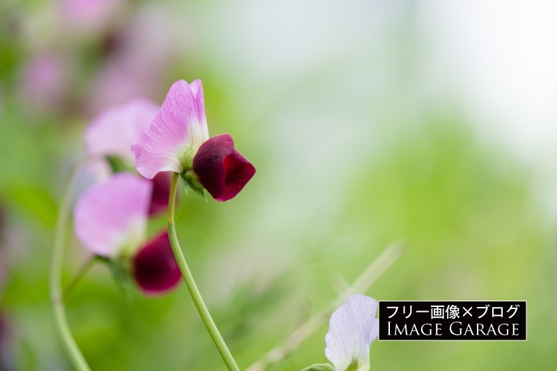 サヤエンドウの花のフリー写真素材（無料画像）