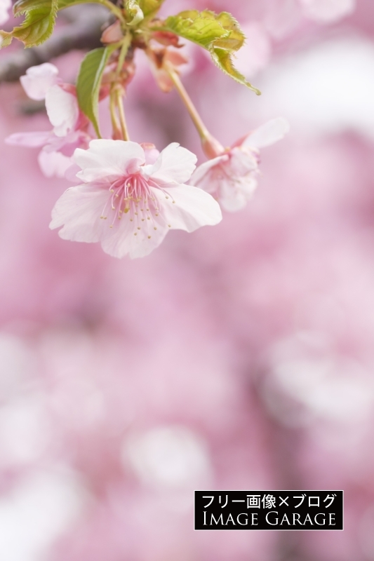 スマホの壁紙に 縦構図で桜を撮る フリー写真有