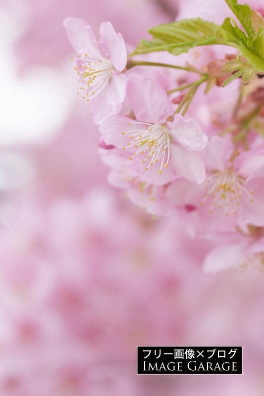 ふんわりとした河津桜（縦）のフリー写真素材（無料画像）