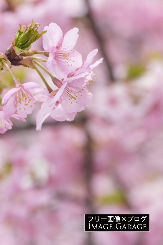 河津桜のフリー写真素材（無料画像）