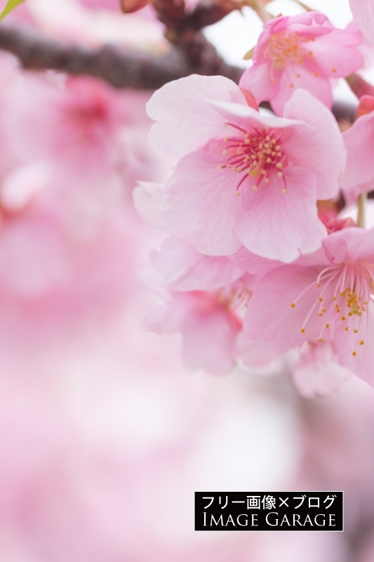 河津桜（縦）のフリー写真素材（無料画像）