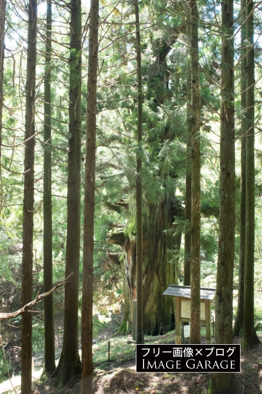 笹子峠の矢立の杉のフリー写真素材（無料画像）