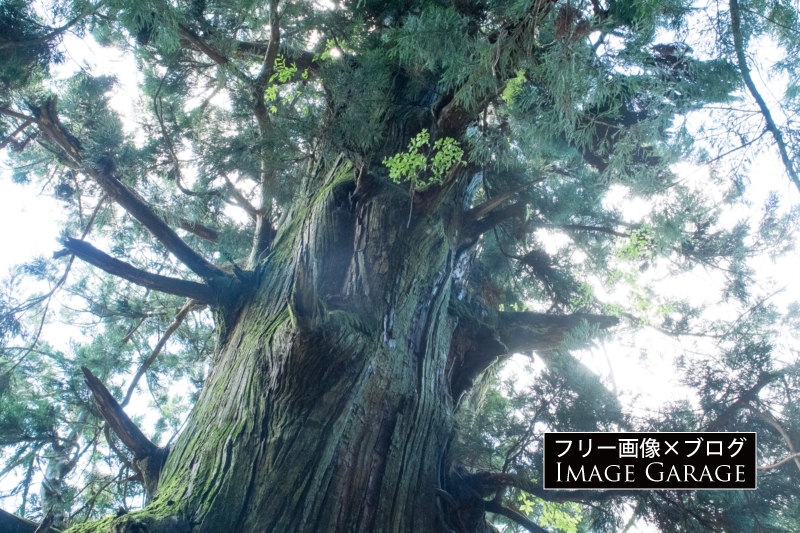 笹子峠の矢立の杉のフリー画像（無料写真素材）