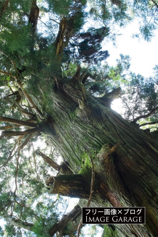 笹子峠の矢立の杉のフリー写真素材（無料画像）