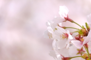 桜の花（ソメイヨシノ）