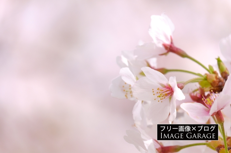 桜の花（ソメイヨシノ）のフリー写真素材（無料画像）