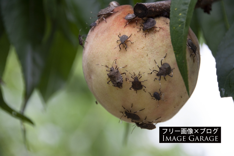 果樹にたかったクサギカメムシのフリー写真素材（無料画像）