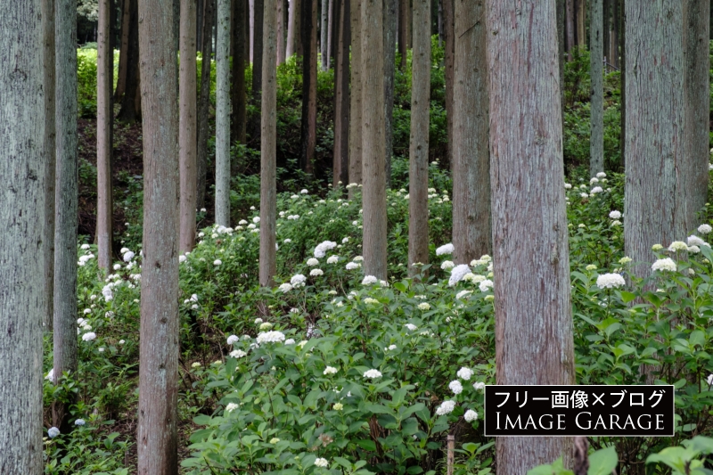 金沢浦山の紫陽花のフリー画像（無料写真素材） のフリー写真素材（無料画像）