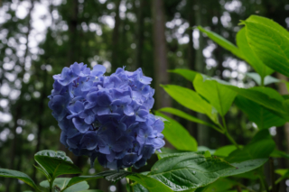青紫色の紫陽花