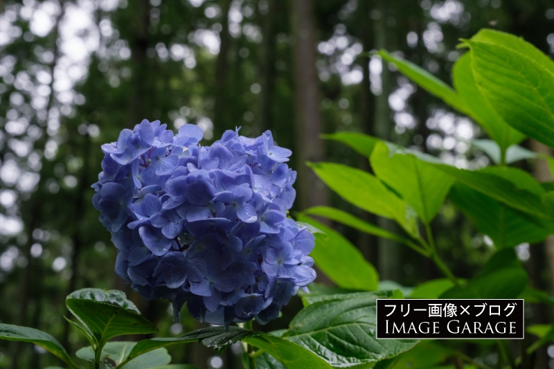 青紫色の紫陽花のフリー写真素材（無料画像）