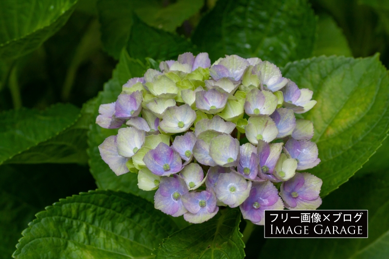 雨の落ちた紫陽花のフリー写真素材（無料画像）