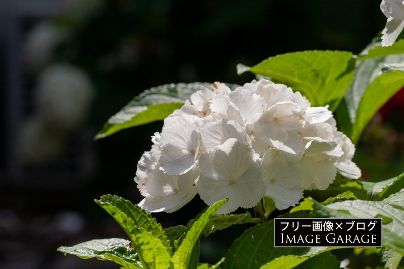 白い紫陽花のフリー画像（無料写真素材）