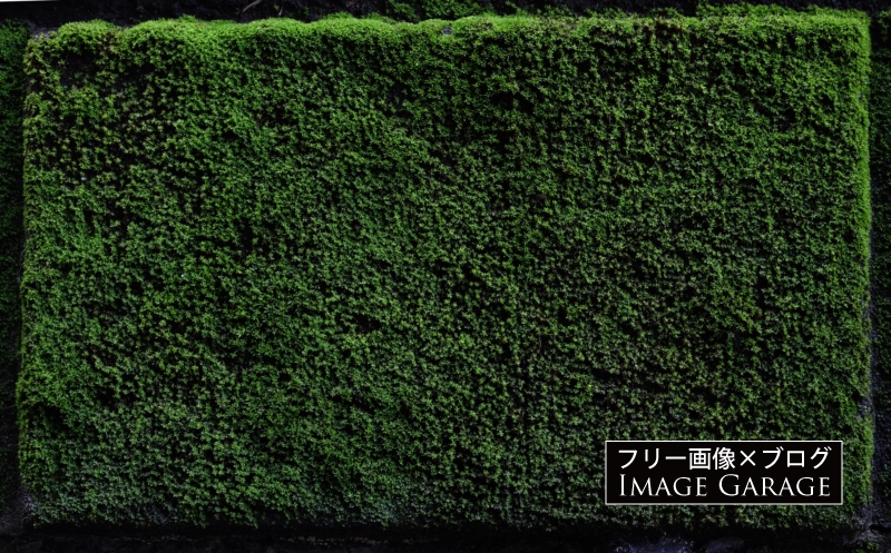 苔むした緑のコンクリートブロックのフリー写真素材（無料画像）