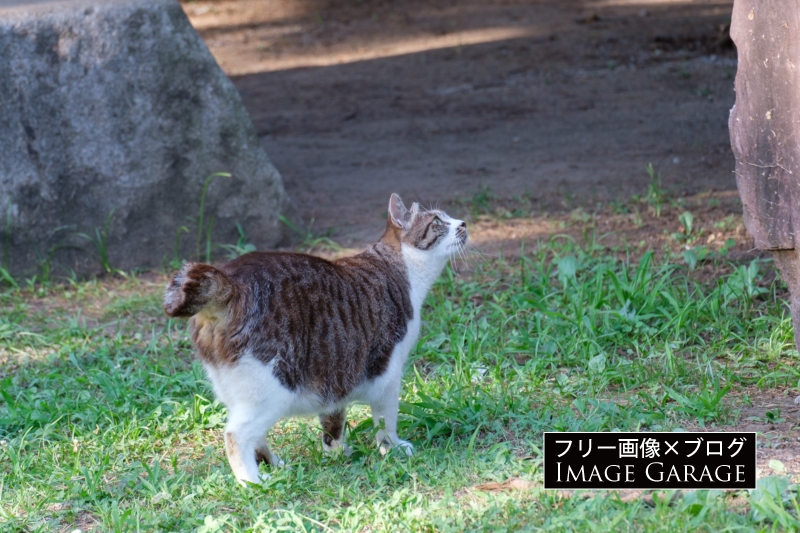 見上げる猫（ヴェルニー公園）のフリー写真素材（無料画像）