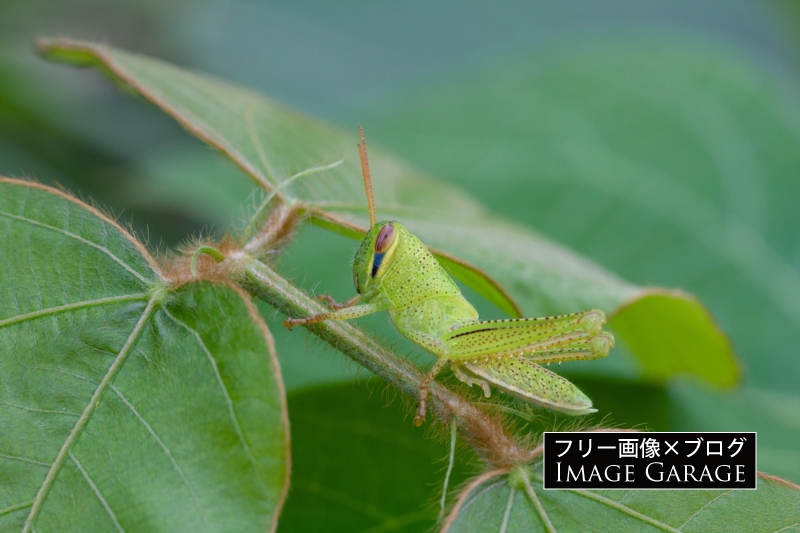 ツチイナゴの幼虫のフリー写真素材（無料画像）