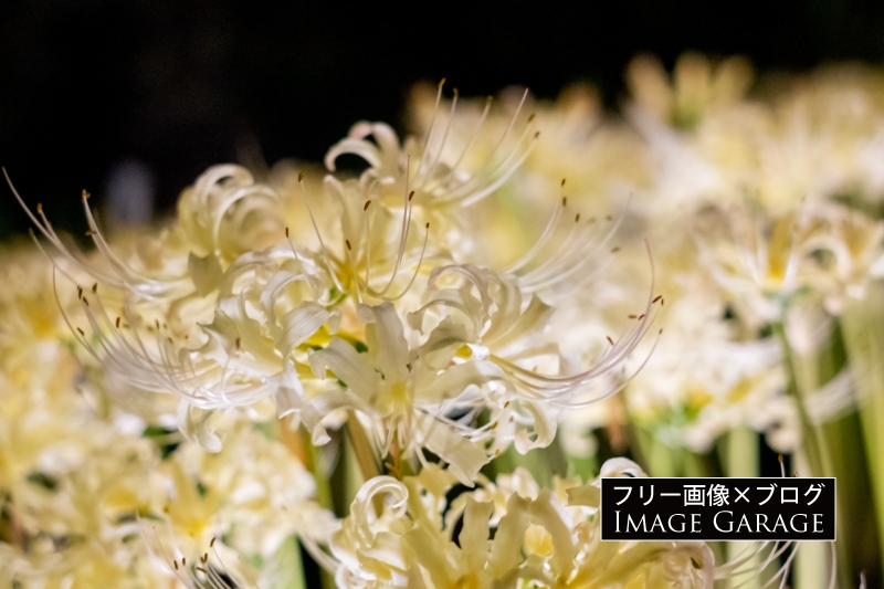 白い彼岸花のフリー写真素材（無料画像）