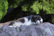 石の上の猫