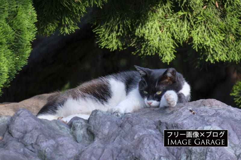 石の上の猫のフリー写真素材（無料画像）