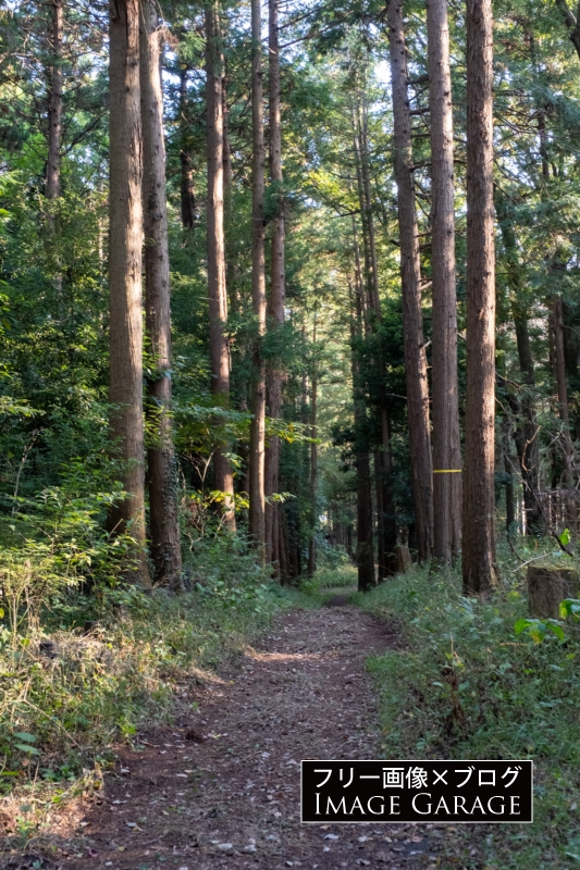 瀬谷市民の森の遊歩道のフリー写真素材（無料画像）