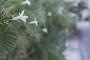 白く可愛い花
