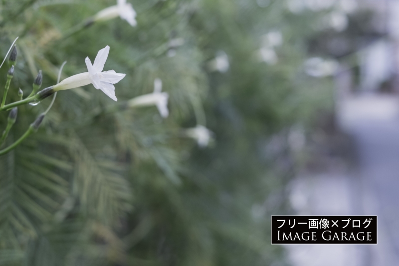 白く可愛い花