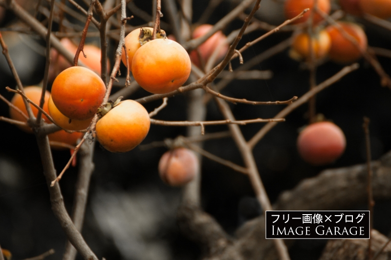 木になっている柿のフリー画像（無料写真素材） のフリー写真素材（無料画像）