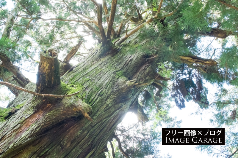 矢立の杉（笹子峠）のフリー写真素材（無料画像）