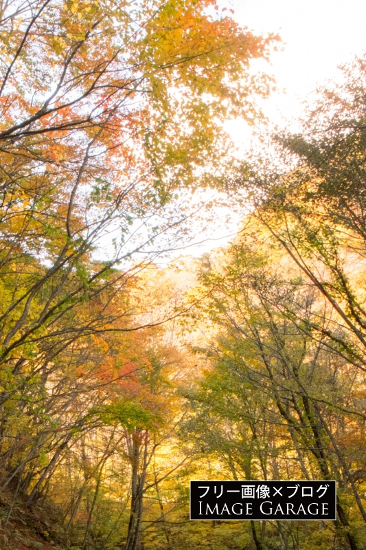 林道の紅葉のフリー写真素材（無料画像）