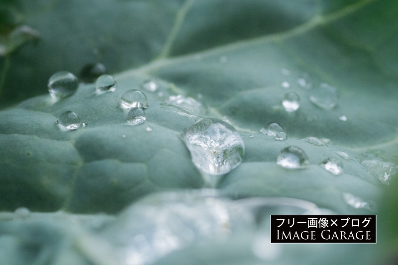 葉の上の水滴のフリー写真素材（無料画像）