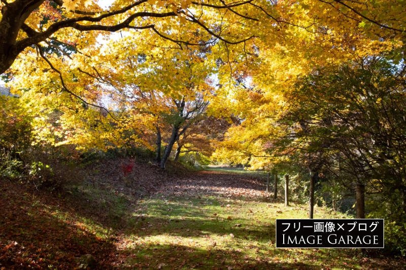 松原湖のもみじ回廊の紅葉のフリー写真素材（無料画像）