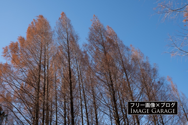 メタセコイアの木のフリー写真素材（無料画像）