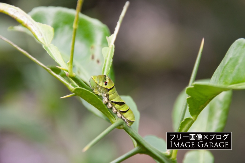 アゲハチョウの幼虫のフリー写真素材（無料画像）