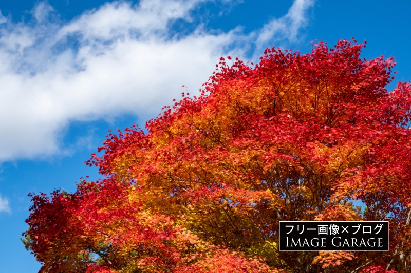 ヤマモミジの真っ赤な紅葉のフリー写真素材（無料画像）