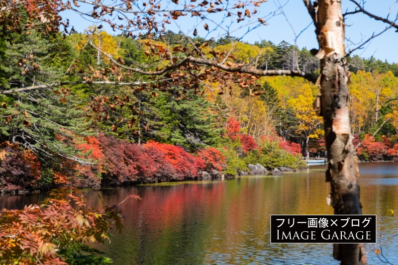 白駒池の紅葉のフリー写真素材（無料画像）