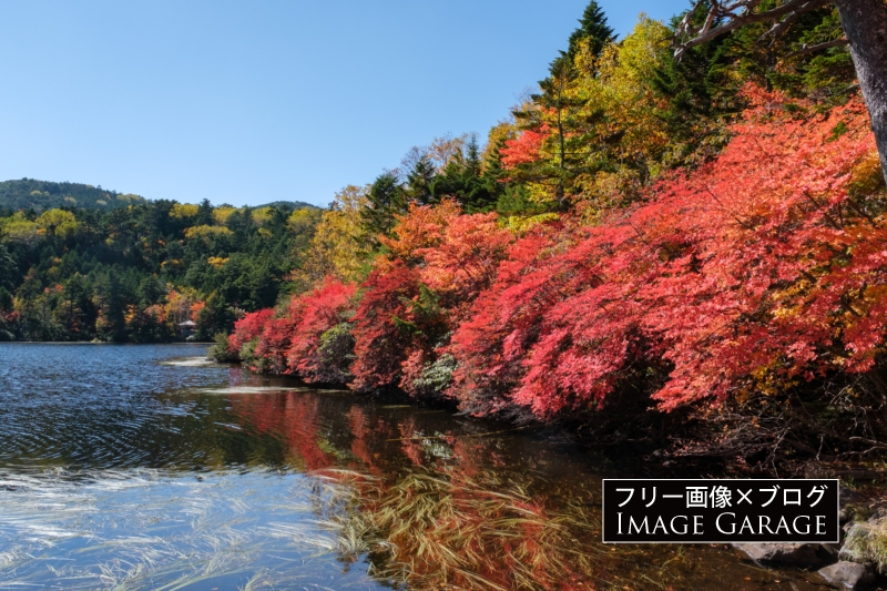 白駒の池・ドウダンツツジの紅葉のフリー写真素材（無料画像）