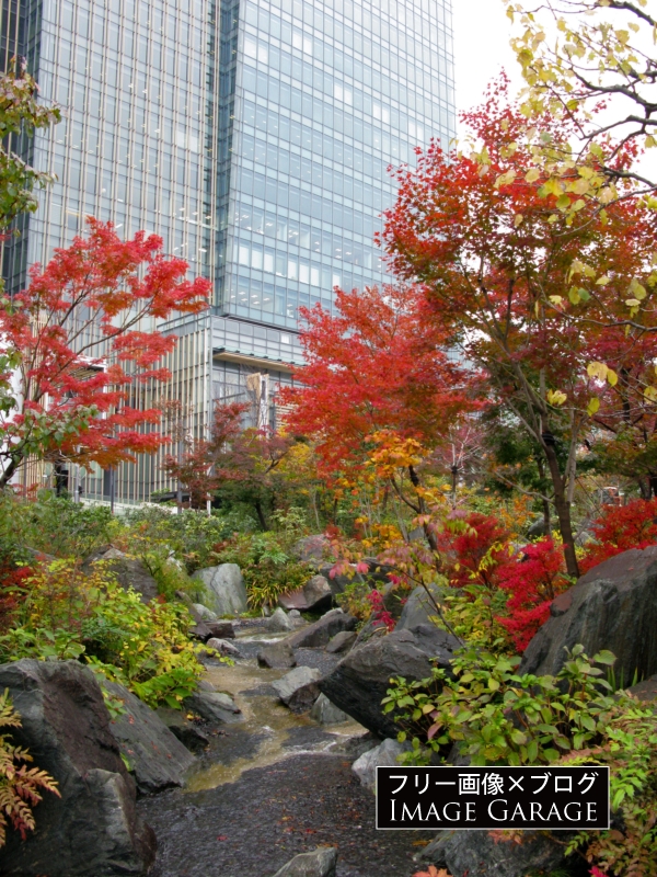 檜町公園の紅葉（六本木）のフリー写真素材（無料画像）