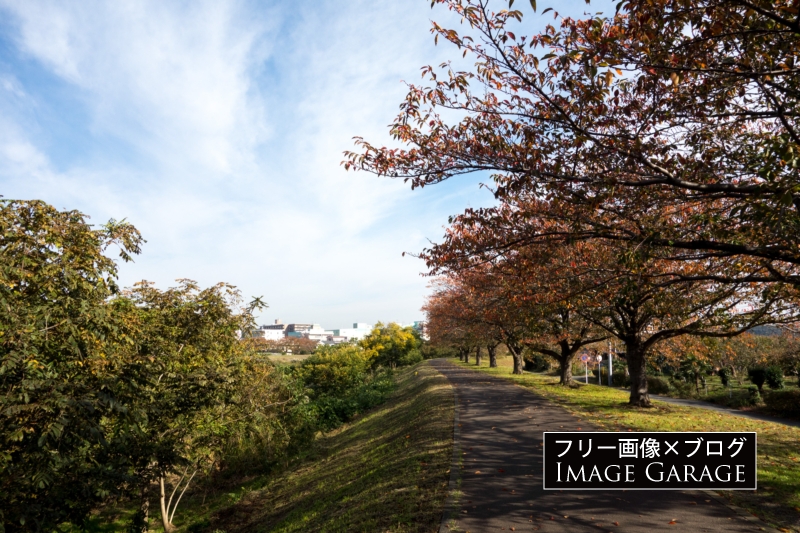 紅葉の桜並木のフリー写真素材（無料画像）