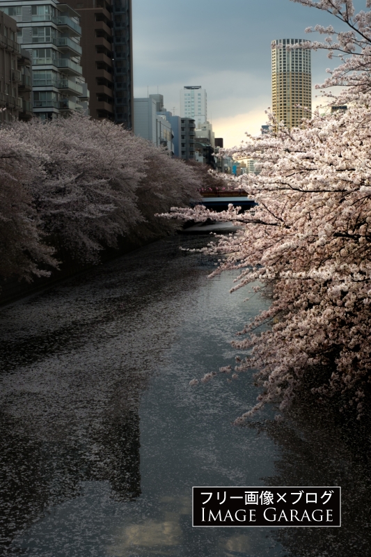 目黒川の桜（田道橋より）のフリー写真素材（無料画像）