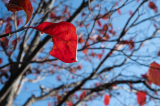 落葉前の紅葉した葉