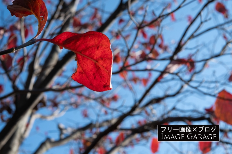 落葉前の紅葉した葉のフリー写真素材（無料画像）