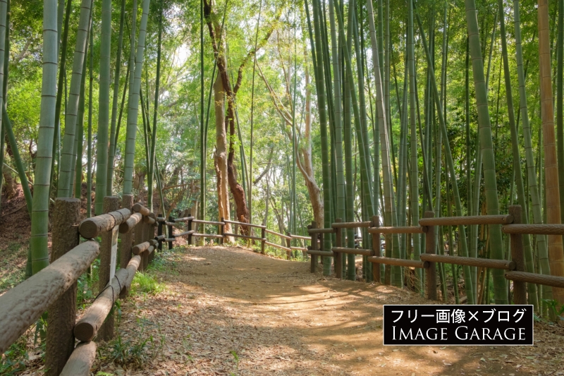 竹林が美しい、小机城址市民の森のフリー写真素材（無料画像）